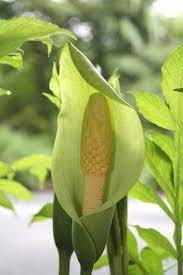 Amorphophallus Albus Voodoo Lily Amorphophallus Buy Amorphophallus For Sale Buy Voodoo Lily For Sale Fragrant Flowers Flowers For Sale Dry Shade Plants