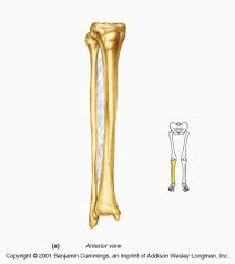 Diagram of a male upper leg. Question 8