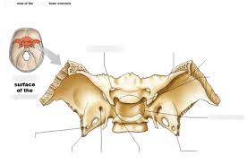 Known as the cranial keystone, the sphenoid bone is one of the more mysterious parts of our anatomy. Skull No Cranial Bones Mainly Sphenoid Bone Structures Superior View Of The Sphenoid Bone Overview Diagram Quizlet