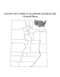 Image result for Megalochlamys