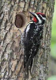 Get inspired by our community of talented artists. Yellow Bellied Sapsucker Sphyrapicus Varius
