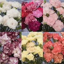 Chabaud Picotee Double Mix Dianthus Seed Johnny S Selected Seeds Carnations Wholesale Flowers Sweet William
