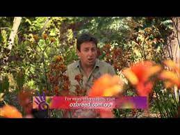 Kangaroo Paws Are Tough Drought Tolerant Anigozanthos Youtube