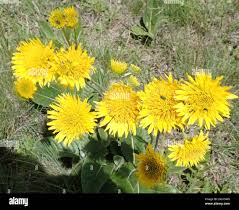 Image result for Berkheya setifera