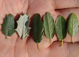 Image result for Rhamnaceae