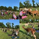 Alpaca Yoga with Forever Paws Animal Shelter