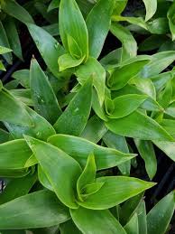 Image result for Cyanotis sp. aff. C. lapidosa