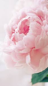 ❤ get the best pink background on wallpaperset. Pink Peony Wallpapers Top Free Pink Peony Backgrounds Wallpaperaccess