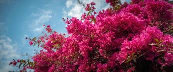 Image result for Nyctaginaceae