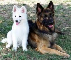 Fees for german shepherd dogs and puppies adopted from a gsd rescue vary but you can always find out by doing online research or by calling or emailing the gsd rescue organization for more information. White German Shepherd Puppies For Sale In Ky Pets Lovers