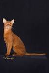 Abyssinian Cat Breed