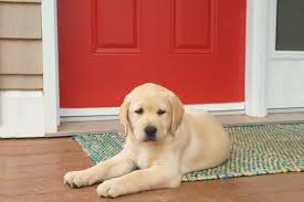 Labrador retriever puppies for sale in raleigh, n.c. Pumpkin Pet Insurance Review 2021 This Old House