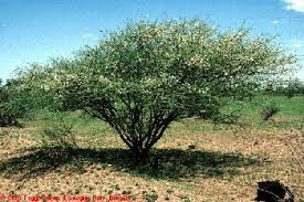 Image result for Acacia senegal