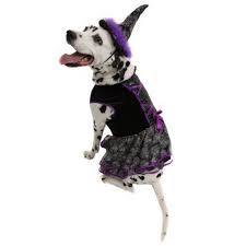 The dog (unknown identification) lives in winter river, connecticut, between maitland hardware and the red covered bridge. Halloween Costumes For Your Dog And Cat From Pets At Home Lidl And B M Manchester Evening News
