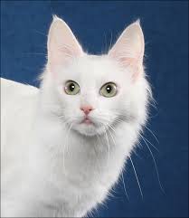 GC, GP, AG, RW, SGCA Sunbriar Gilded Lily