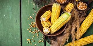 Jagung rebus yang disimpan dengan benar bisa bertahan hingga tiga sampai lima. 10 Manfaat Jagung Rebus Untuk Kesehatan Salah Satunya Atasi Gangguan Pencernaan Merdeka Com