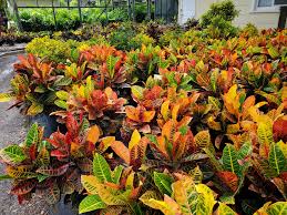 Image result for Croton triqueter