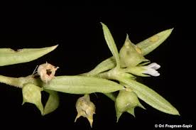 Image result for Oldenlandia capensis