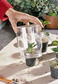 Bouturer Le Fuchsia En 4 Etapes Astuce Jardin Boutures Jardinage