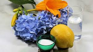 Long lasting cut flowers out of water. How To Keep Cut Flowers Fresh 15 Tips For Making Cut Flowers Last