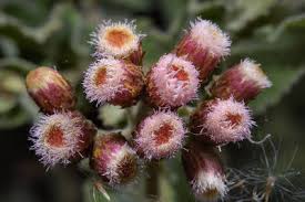 Image result for Pluchea dioscoridis