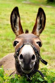 Le Sourire De L Ane Cute Animals Animals Animal Pictures