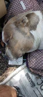 What to do about a lump on my pitbull's jaw and face?