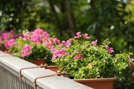 Geranien pflanzen pelargonien einpflanzen oft ab wann kann man geranien draußen pflanzen vs77. Geranien Pflanzen Pflege Und Vermehren Hausgarten Net