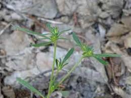 Image result for Chenolea diffusa