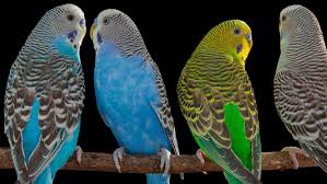 Image result for parrot