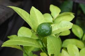 Fun to grow and rewarding. Meyer Lemon Bloom Time Walter Reeves The Georgia Gardener