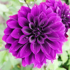 We did not find results for: How To Grow The Biggest Dahlias Pruning Fertilizing Watering