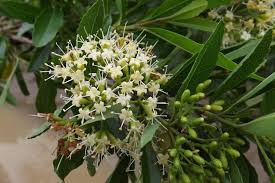 Image result for Nuxia