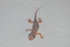 Image result for do electronic lizard repellents work
