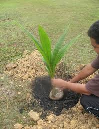 Umumnya, daun pohon jarak ini berukuran lebar dan membulat serupa telur. Teknik Tanaman Kelapa Cara Kelapa Tacunan Tumpat Facebook