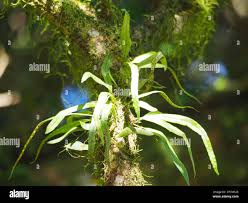 Image result for Lepisorus excavatus