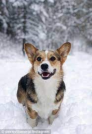 Corgi puppies for adoption utah. Adorable Video Shows A Corgi Hopping Through The Snow In Utah Corgi Dogs Your Dog