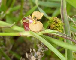 Image result for Commelina subulata