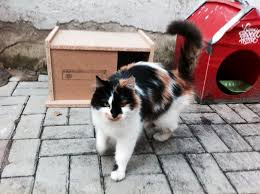 Kedi evim adore'den adındaki bu senenin kedi evleri kampanyası an itibariyle başlamıştır ve bu güzelim kedi evleri kesinlikle kâr amaçlı satılmamaktadır. Kedi Evleri Icin 26 Fikir Kedi Evi Kedi Mobilya