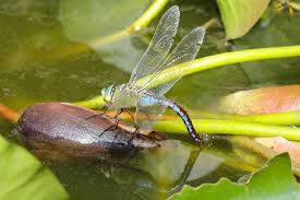 Image result for Pterygota