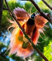 Bird Of Paradise Papua New Guinea Pin On Nature Birds 1