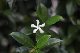 Jasmine is one of the most famous flowers of the world, found in warm regions of the world. 12 Lovely Jasmine Oil Benefits For Your Skin And Face