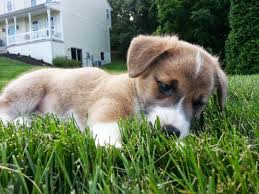 Happy Monday Cute Animals Animal Pictures Pets