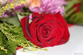 أجمل صور ورود حب ورومانسية لطيفة جدا Red Roses Rose Flowers