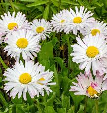Image result for Bellis