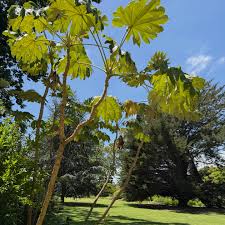 Image result for Tetrapanax