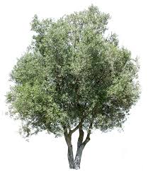 Image result for Olea