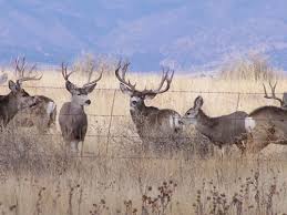 The mule deer (odocoileus hemionus) is a species of deer named for its ears, which bear a resemblance to the large ears of a mule. Field Judging A Mule Deer