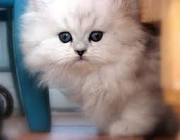 Un Munchkin N Est Pas Un Chat Nain Les Chats Nains N Existent Pas Chatterie Alexchat Animals Cats