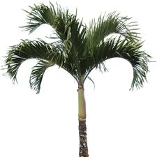 Trendy flat island with palm trees icon from summer collection isolated on white background. Palm Tree Png Palm Tree Transparent Background Freeiconspng